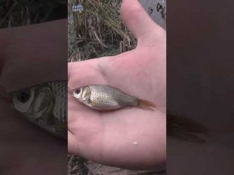 Карась&болото&осень #assistancetv #рыбалка #fishing #рыбалканаозере #рыбалканакарася
