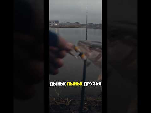 Рыболовный дабстеп! Рыболовный дабстеп!