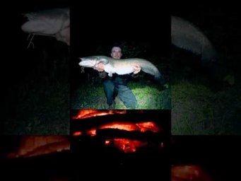 СОМЕО ночью #catfish #fishing #рыбалка #fishingvideo #рибалка #assistancetv #сомы #донка #шортс