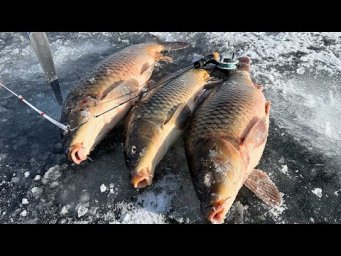 САЗАНИ МАМОЧКИ на вудочку з боковим кивком, Рибалка на коропа