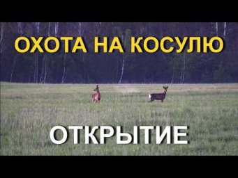 ОХОТА на косулю с подхода