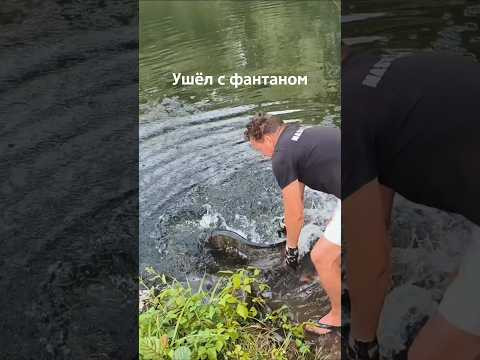 Ловля сома с берега на печень на микроречке 