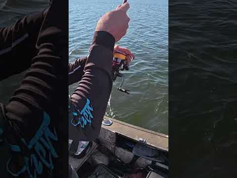 Він лазить по чужих СУМКАХ #shorts #fishing #short