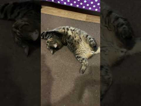 Коту всё п&hellip;ю
