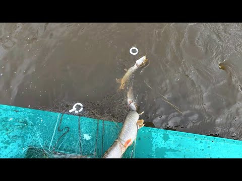 РЫБАЛКА НА СЕТИ В РАЗЛИВ. ЩУКИ СНОВА ЗАБИЛИ СЕТИ, ЛОМАЕМ ЛЕД ЛОДКОЙ. РЫБАЛКА НА СЕТИ В РАЗЛИВ. ЩУКИ СНОВА ЗАБИЛИ СЕТИ, ЛОМАЕМ ЛЕД ЛОДКОЙ.