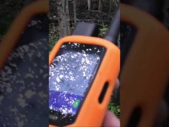 Гончая гонит зайца! Солонец вековой универсальный! Система отслеживания собак Artelv Tracker!
