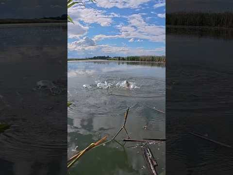 Підняло кивок #shorts #рибалка #карась