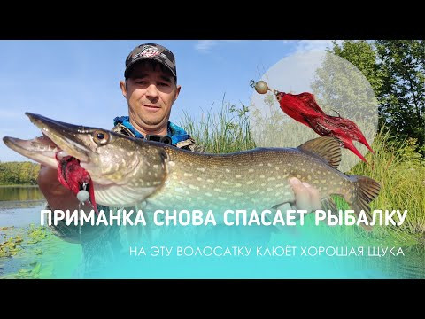 НА ЭТУ ВОЛОСЯКУ КЛЮЁТ ХОРОШАЯ ЩУКА: ПРИМАНКА СНОВА СПАСАЕТ РЫБАЛКУ НА ЭТУ ВОЛОСЯКУ КЛЮЁТ ХОРОШАЯ ЩУКА: ПРИМАНКА СНОВА СПАСАЕТ РЫБАЛКУ