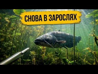 Снова в зарослях