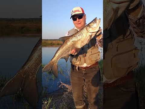 #fishing #рыбалка #жерех