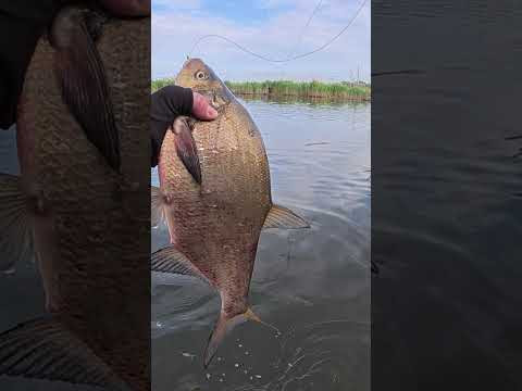 Уххх Клювака #shorts #рибалка #Лящ