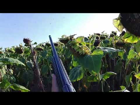 Охота на голубя - много промахов