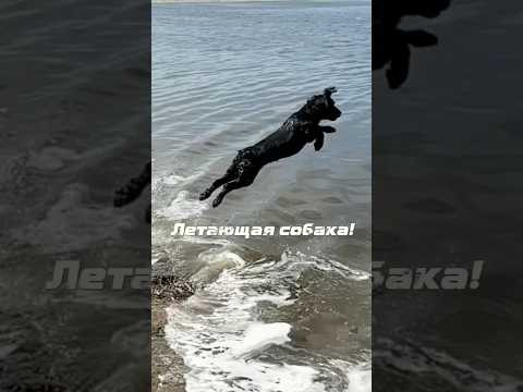 Летающая собака!#волгоград #спаниель Летающая собака!#волгоград #спаниель