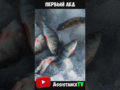 Чудесный первый лед! Рыбалка на льду Зимняя ловля окуня Чудесный первый лед! Рыбалка на льду Зимняя ловля окуня