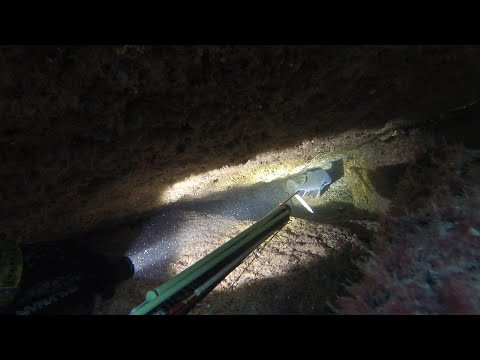 ПЛИТА. ПОДВОДНАЯ ОХОТА НА ГОРБЫЛЯ ПЛИТА. ПОДВОДНАЯ ОХОТА НА ГОРБЫЛЯ