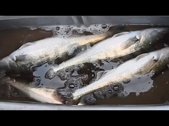 На ЩО клює ПАСИВНИЙ СУДАК , Ловля ПАСИВНОГО СУДАКА на різні приманки, Рибалка на джиг