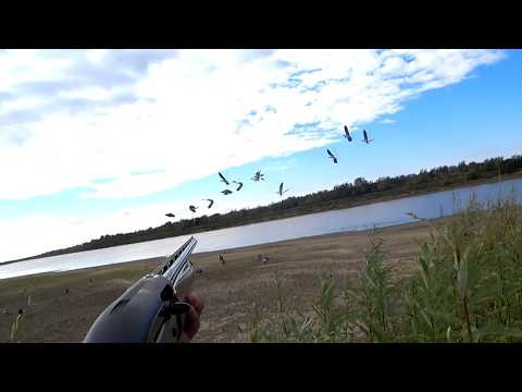 Охота на гуся.  Открытие охоты ОСЕНЬ 2026. Goose hunting