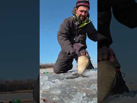 КАБАНИ піднімають кивок #рибалка #короп #карась КАБАНИ піднімають кивок #рибалка #короп #карась