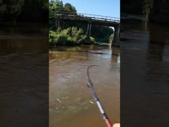 МОЩНАЯ ПОКЛЕВКА НА СПИННИНГ #рыбалка #shorts #спиннинг #fishing