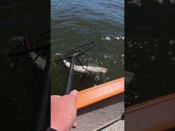 Трофей РОКУ  #fishing #топ #судак