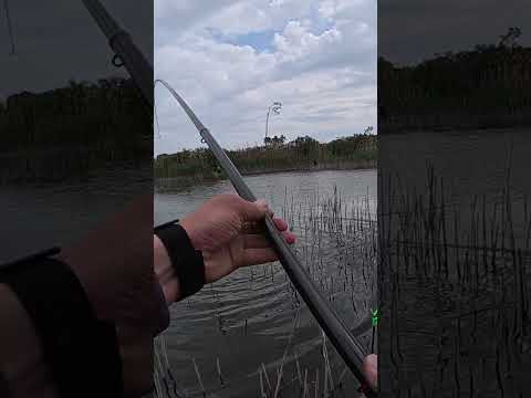 Лящ на кивок #shorts #рибалка #лящ Лящ на кивок #shorts #рибалка #лящ