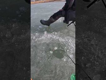 Ці мамонти клюють зимою на гру #рибалка #сазан  #короп