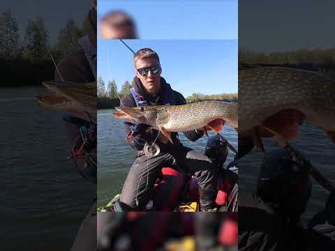 НАДО ВИДЕТЬ такую поклевку!!! Щука ДЕРЗКО вылетела за приманкой!  #pikes #fishing #щука #рыбалка