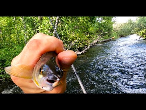 Речка-Рыбалка на Хариуса/Июль,Дождливый МАЛОСОЛ.