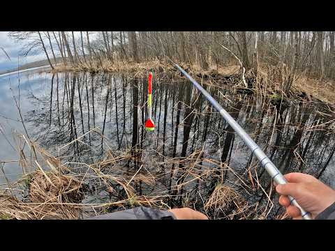 ЭТА РЫБАЛКА НЕЗАБЫВАЕМА!!! Ловля на поплавочную удочку крупным планом. Весна 2026