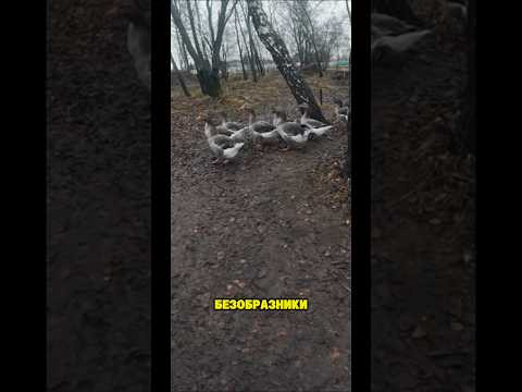 Похищение&hellip;