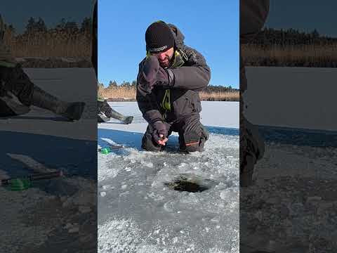 САЗАН Підняв кивок #shorts #сазан #рибалка