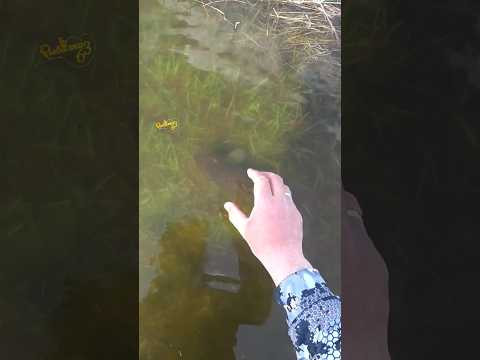 Сейчас я его руками возьму