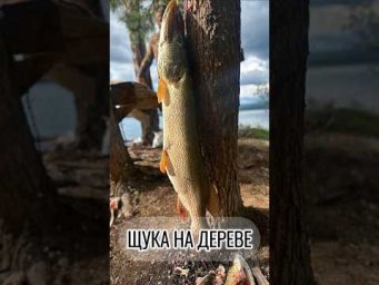 Крокодил на дереве 