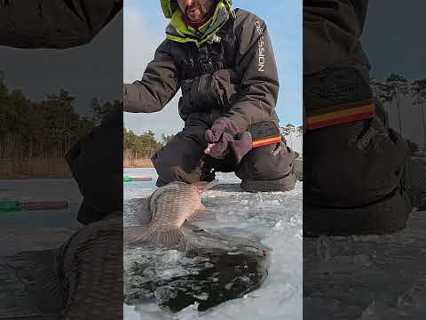 Кивок підняло і кайф почався #fishing #shorts #карась Кивок підняло і кайф почався #fishing #shorts #карась