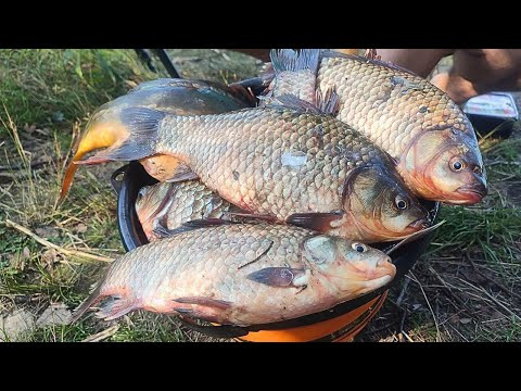 Карасі КАБАНИ клюють ВІДРАМИ а за ними КОРОПИ, Рибалка по порядку Карасі КАБАНИ клюють ВІДРАМИ а за ними КОРОПИ, Рибалка по порядку