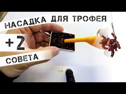 Насадка для крупной рыбы | Пучковяз