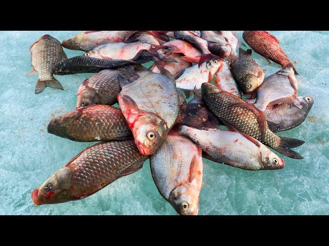 закрытие зимнего сезона рыбалки на карася со льда! закрытие зимнего сезона рыбалки на карася со льда!