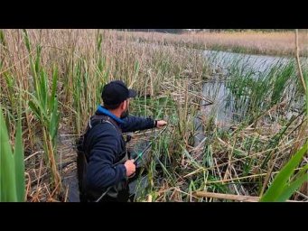 В цих ОЧЕРЕТАХ збилась гарна риба, БОКОВИЙ КИВОК шматує один за одним
