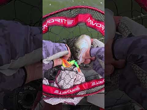 Пасивні судака на неї #fishing #shorts #short Пасивні судака на неї #fishing #shorts #short