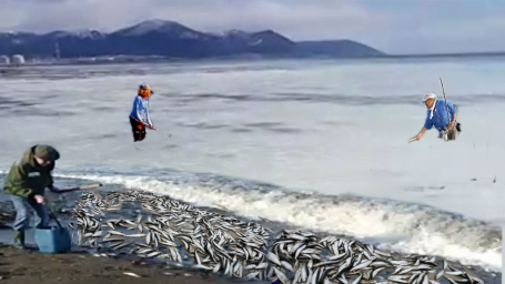 Косяк рыбы выбросился на берег! Рыбалка руками! Море белое от молок!